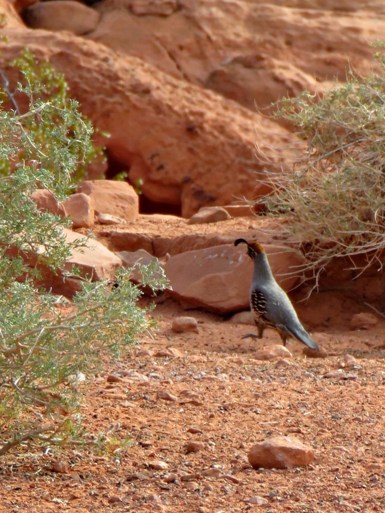 Gambel’s Quail